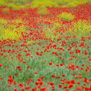 Coquelicots Mesdames