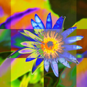 Fleur de Lotus